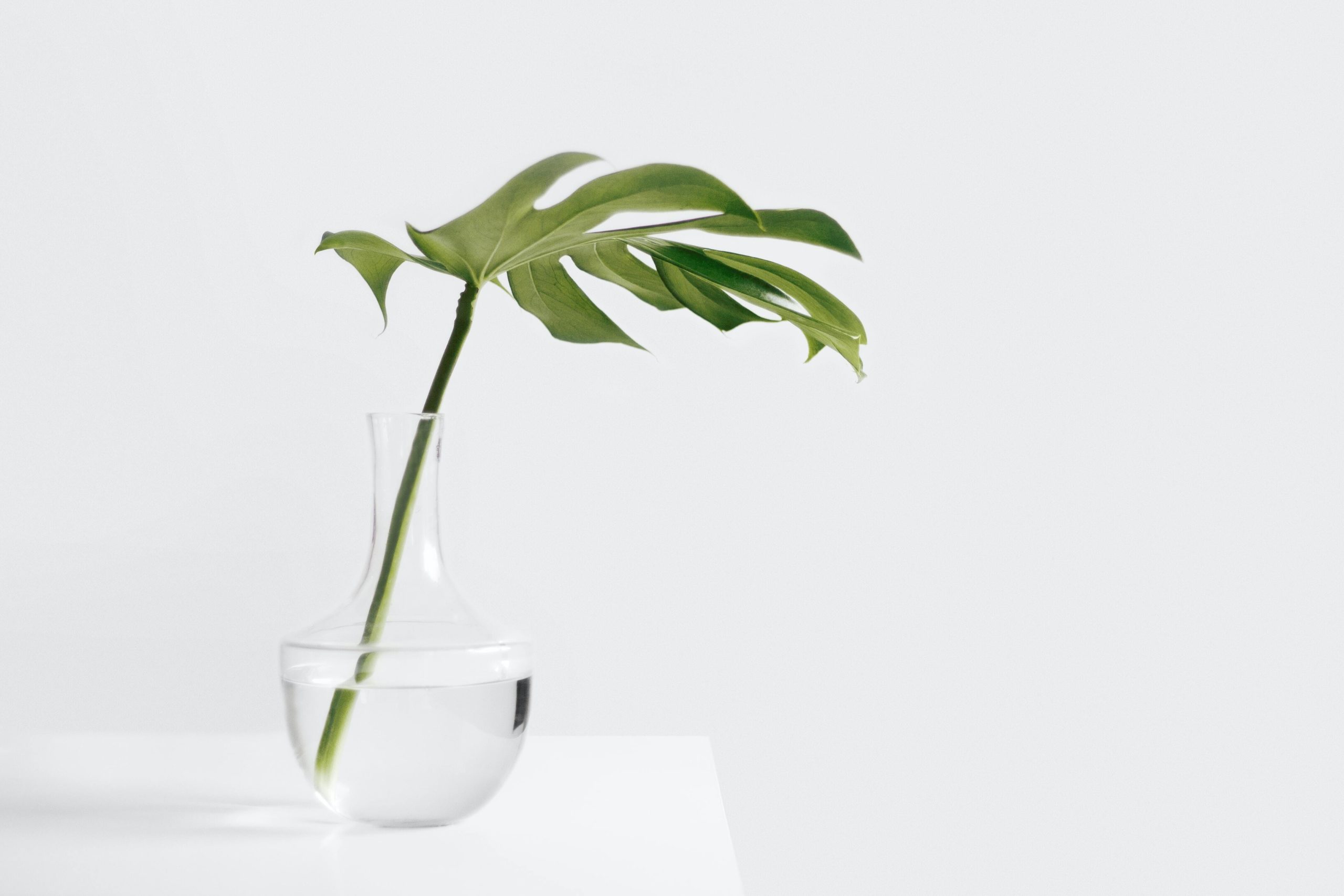 Palm frond in vase